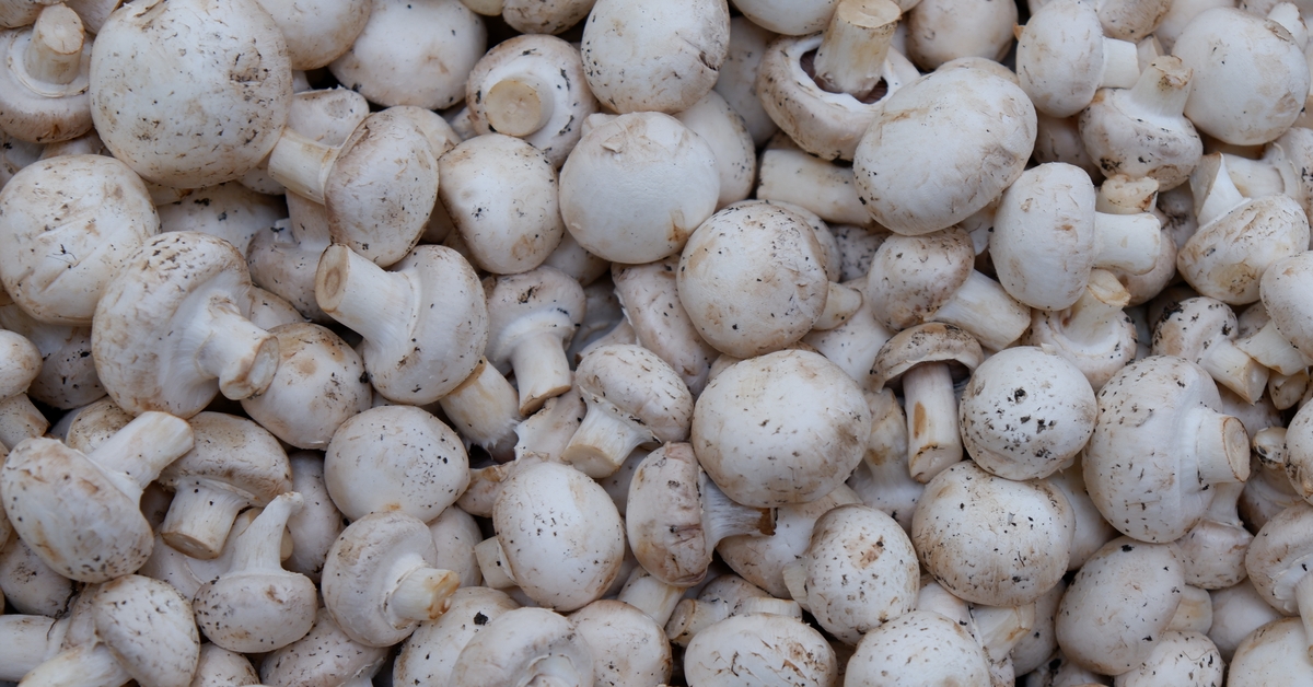 “Mantar pişirme ve muhafaza şartlarına göre gıda zehirlenmelerine yol açabilir” uyarısı