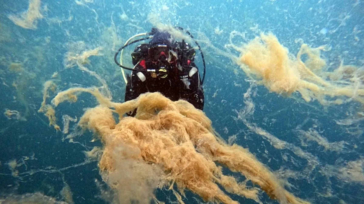 Marmara Denizi’nde korkutan görüntü: Hepsi insan boyutunda!